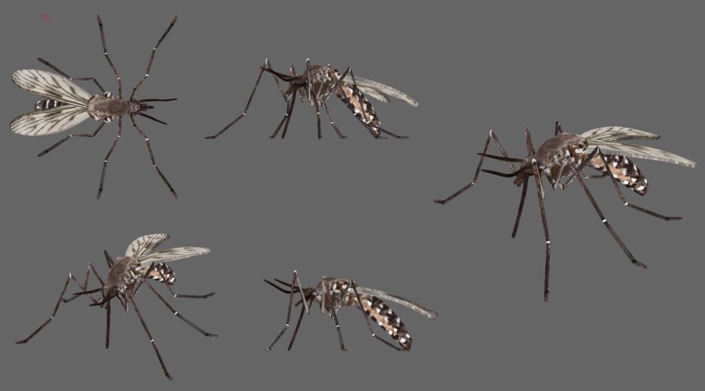 『ヤブ蚊』の原寸大模型「3Dデータ」