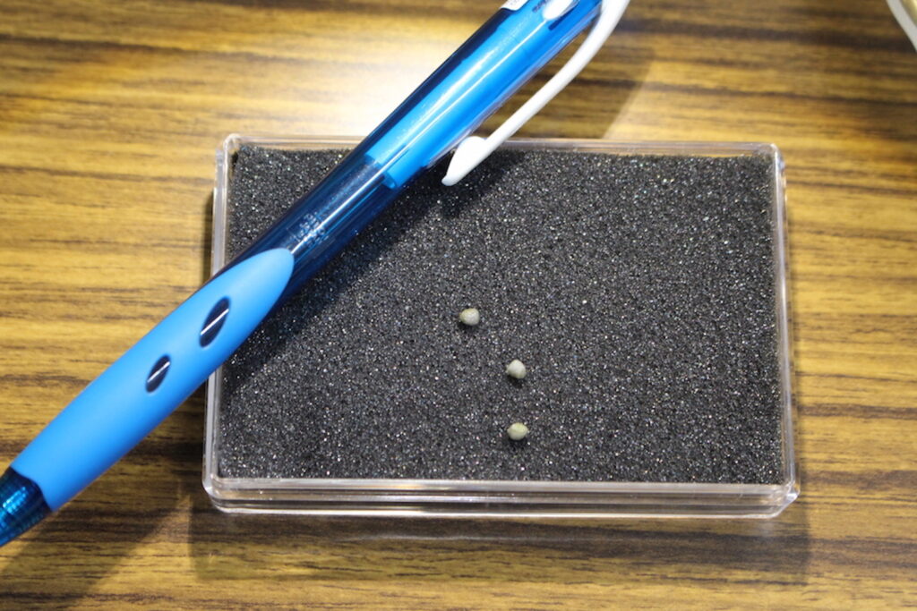 イベント展示用の等身大の石模型の画像